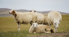风景桌面呼伦贝尔草原牧场的畜牧业发达图片