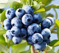 新鲜美食蓝莓图片