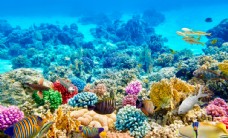大自然海底世界图片