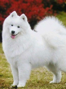 宠物狗萨摩耶犬图片