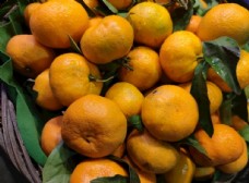 武鸣沃柑橘子图片