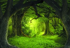 树林幽静的原始深林树洞环装饰图图片