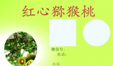绿色蔬菜猕猴桃图片