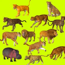 狮虎豹豹子狮子老虎动物免扣素材图片