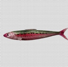 红腹沙丁鱼图片