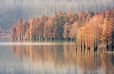秋季风景秋季森林自然风景背景海报素材图片