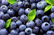 新鲜美食蓝莓图片