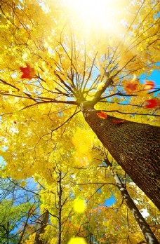 树木秋季森林图片
