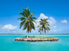 蓝色背景海滩棕榈椰树风景图片