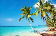 景观水景海滩棕榈椰树风景图片