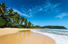 大自然海滩棕榈椰树风景图片