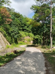 农村森林公路图片