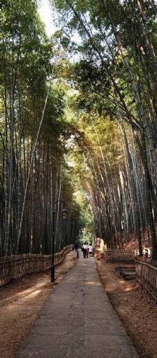 杭州宝石山竹林图片