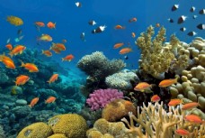 大自然海底世界图片