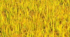 金灿灿的稻田图片