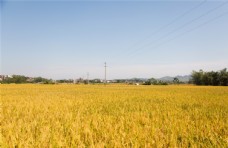 田园金灿灿的稻田图片