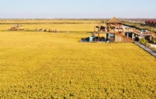 景区金黄色的稻田图片