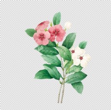 花纹背景花卉插图图片