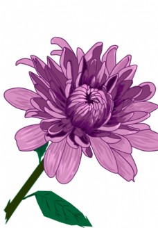 观赏花卉菊花插画图片