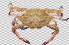 新鲜美食梭子蟹透明底螃蟹图片