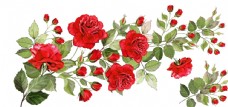 女童印花玫瑰月季蔷薇图片