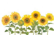 印花素材菊花向日葵图片