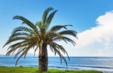 海滩棕榈椰树风景图片
