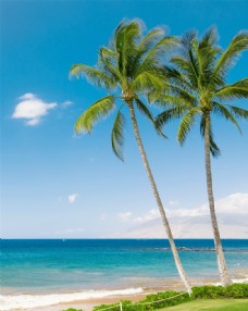 自然风光图片海滩棕榈椰树风景图片