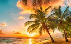 景观水景海滩棕榈椰树风景图片