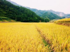 田园金灿灿的稻田图片