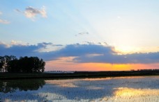 夕阳下的稻田图片