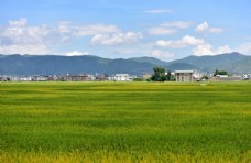 自然风光图片金灿灿的稻田图片