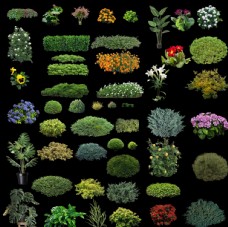 园林景观设计50组灌木花草素材01图片