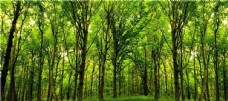 景观设计树林图片