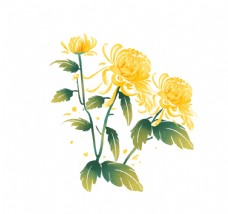 中国风设计菊花插画图片
