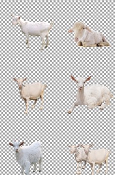 png抠图可爱的小羊图片