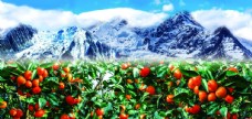 雪山沃柑果园图片