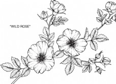 女童印花植物线稿花图片