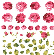 月季蔷薇玫瑰花朵图片