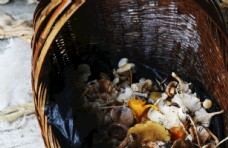 野生菌类蘑菇图片