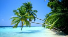 夏日海滩椰子树照片图片