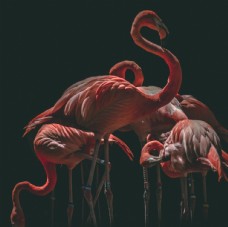 红鹳火烈鸟图片