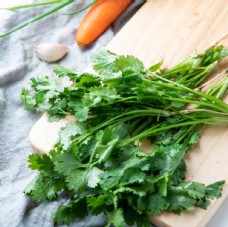 绿色蔬菜香菜图片