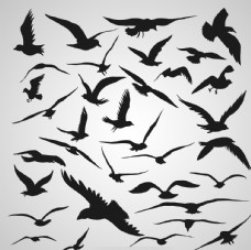 飞鸟鸟类黑白剪影素材图片
