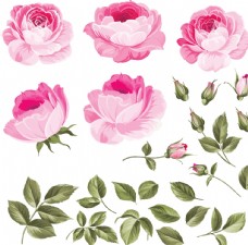 月季蔷薇玫瑰图片