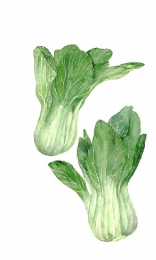 水彩蔬菜小白菜素材图片