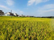 自然风光图片稻田图片