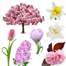 树木粉色花朵植物图片