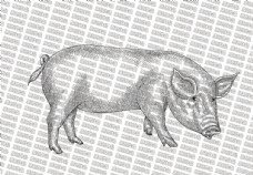 猪矢量素材素描猪图片