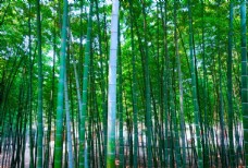 绿背景竹林图片